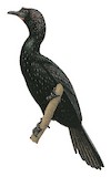 Pygmy Cormorant Illustration