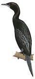 Little Cormorant Illustration