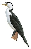 Little Pied Cormorant Illustration