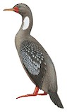 Red-legged Cormorant Illustration