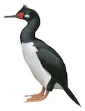 Rock Shag Illustration