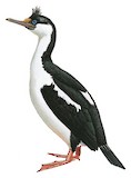 Imperial Shag Illustration