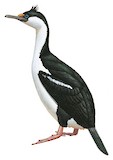 Antarctic Shag Illustration