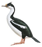 South Georgia Shag Illustration