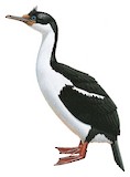 Macquarie Shag Illustration