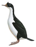 Kerguelen Shag Illustration