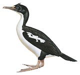 New Zealand King Shag Illustration