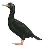 Foveaux Shag Illustration