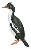 Chatham Shag Illustration