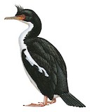 Bounty Shag Illustration