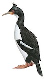 Auckland Shag Illustration