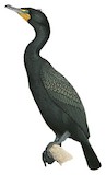 Double-crested Cormorant Illustration