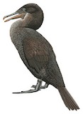 Flightless Cormorant Illustration