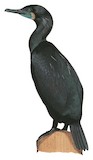 Brandt's Cormorant Illustration