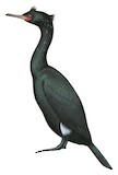 Pelagic Cormorant Illustration