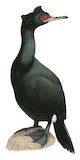 Red-faced Cormorant Illustration