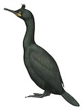 European Shag Illustration