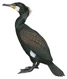 White-breasted Cormorant Illustration