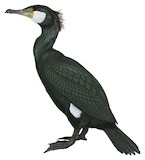 Japanese Cormorant Illustration