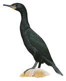 Cape Cormorant Illustration