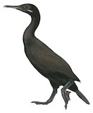 Socotra Cormorant Illustration