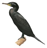 Indian Cormorant Illustration