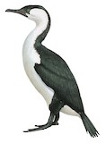 Black-faced Cormorant Illustration