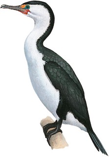 Phalacrocorax varius hypoleucos