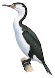 Australian Pied Cormorant Illustration