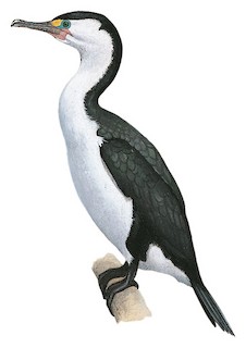 Phalacrocorax varius varius