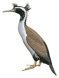 Spotted Shag Illustration