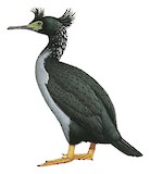 Pitt Shag Illustration