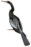 Anhinga Illustration