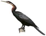 African Darter Illustration