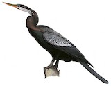 Oriental Darter Illustration