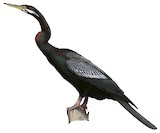 Australasian Darter Illustration