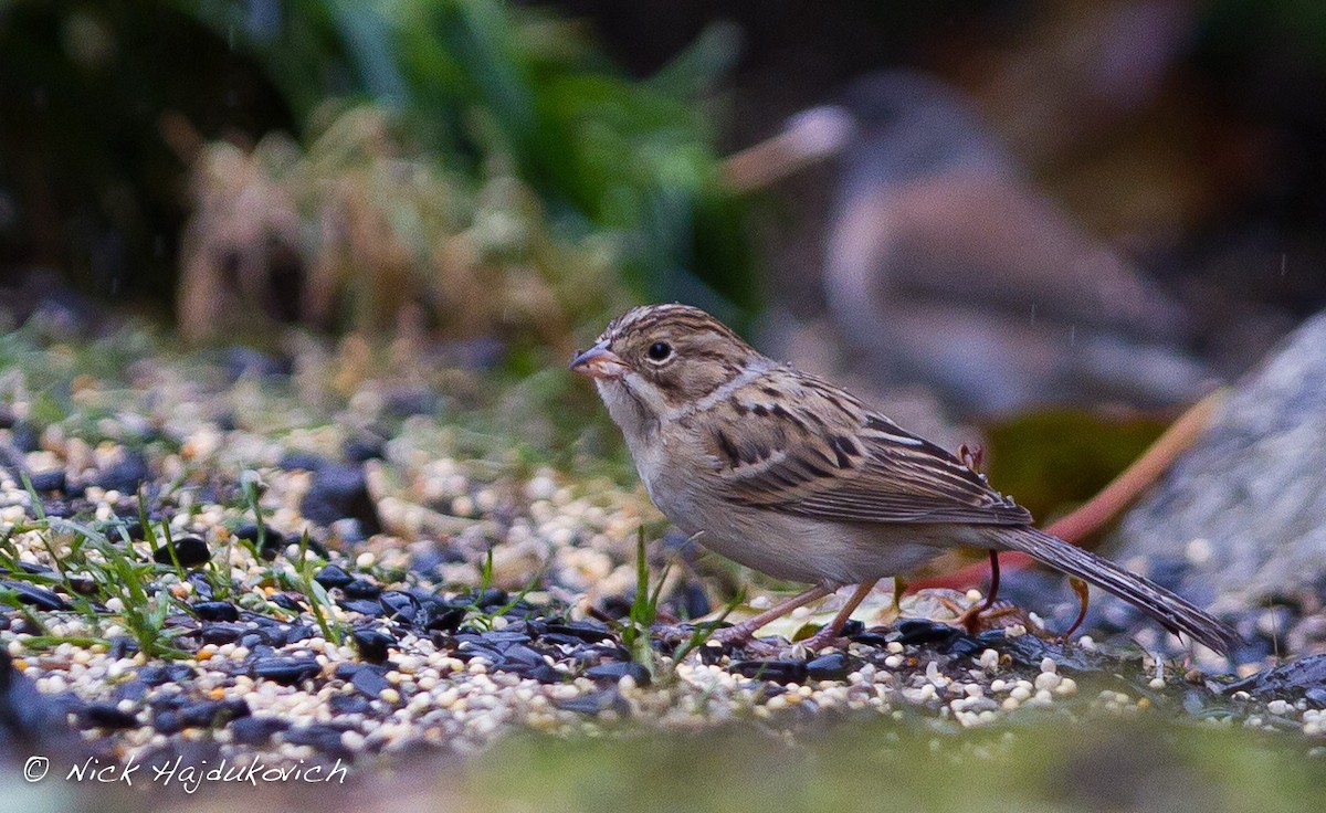 Clay-colored Sparrow - Nick Hajdukovich