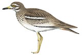 Indian Stone-curlew Illustration