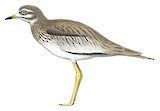 Senegal Thick-knee Illustration