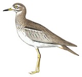 Water Thick-knee Illustration