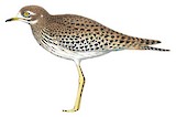 Spotted Thick-knee Illustration