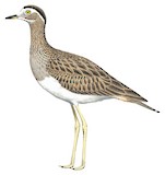 Double-striped Thick-knee Illustration