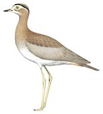 Peruvian Thick-knee Illustration