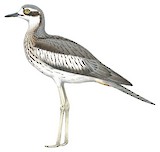 Bush Stone-curlew Illustration