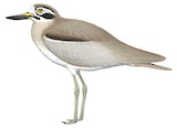 Great Stone-curlew Illustration