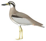 Beach Stone-curlew Illustration