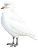 Snowy Sheathbill Illustration