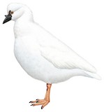 Black-faced Sheathbill Illustration