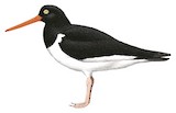 Magellanic Oystercatcher Illustration