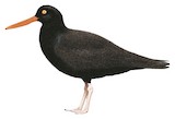 Blackish Oystercatcher Illustration